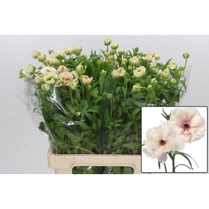 RAN BUTTERFL ARIADNE