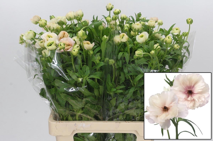 <h4>RAN BUTTERFL ARIADNE</h4>