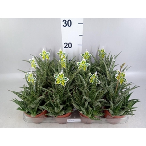 Aloe   ...