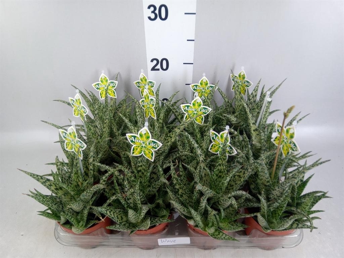 <h4>Aloe   ...</h4>