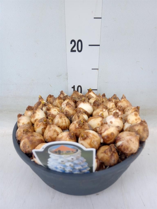 <h4>Muscari   ...</h4>