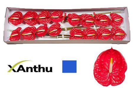 <h4>Anth A Tropical X16</h4>