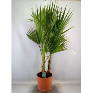 Washingtonia filifera