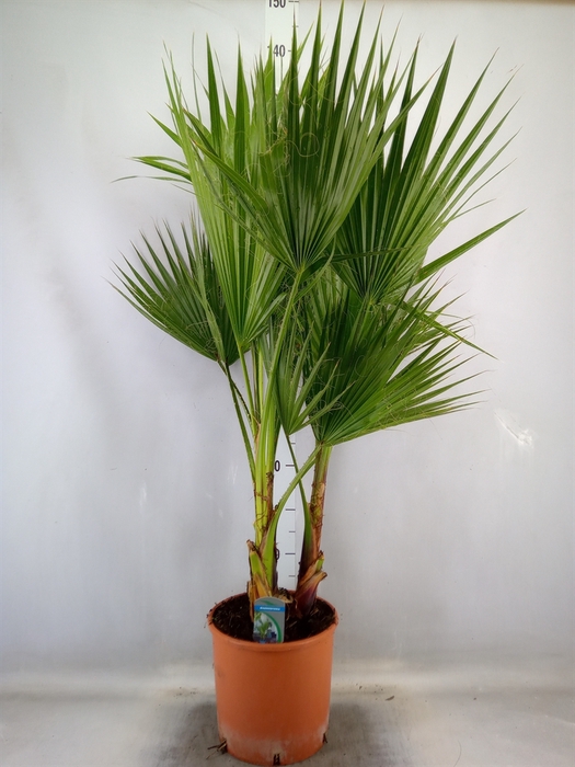 <h4>Washingtonia filifera</h4>