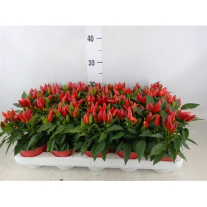 Capsicum annuum 'Salsa Red'