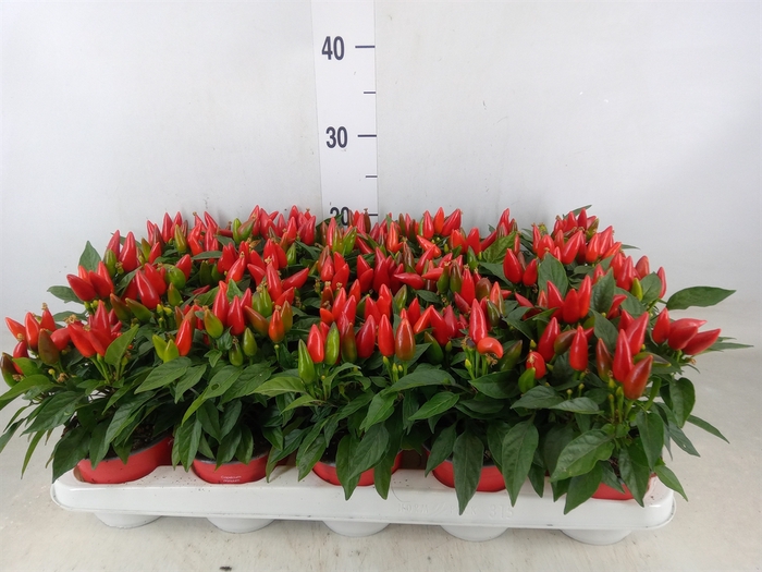 <h4>Capsicum annuum 'Salsa Red'</h4>