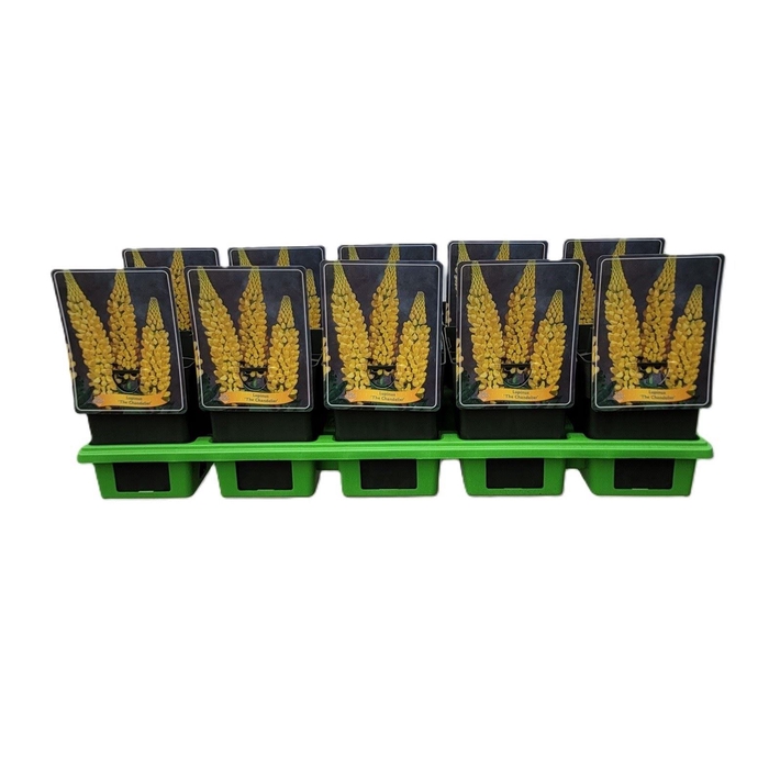 <h4>Lupinus Chandelier</h4>