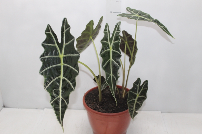 <h4>ALOCASIA AMAZONICA P23</h4>