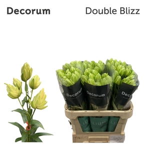 LI OR OVERIG DUBBEL Double Blizz 1knop
