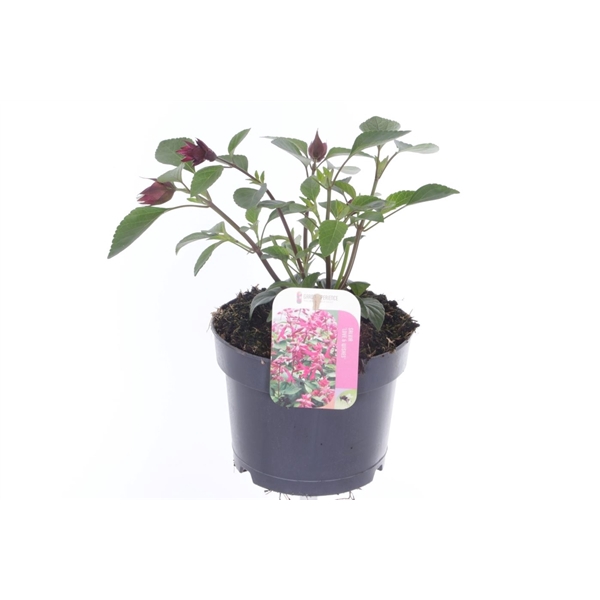 <h4>Salvia hybr. Love and Wishes</h4>
