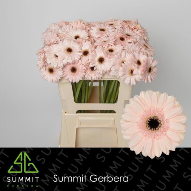 <h4>GE MI MACARON</h4>