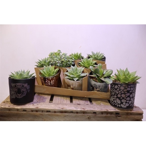 Succ Gem 5 Srt In Keramiek