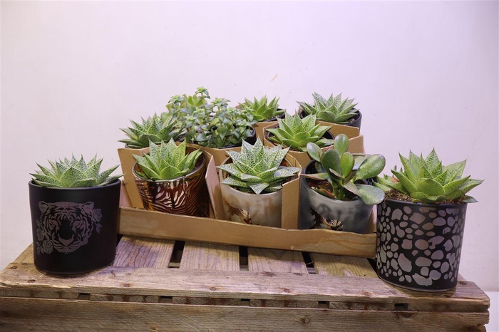 <h4>arr8 Succ Gem 5 Srt In Keramiek</h4>