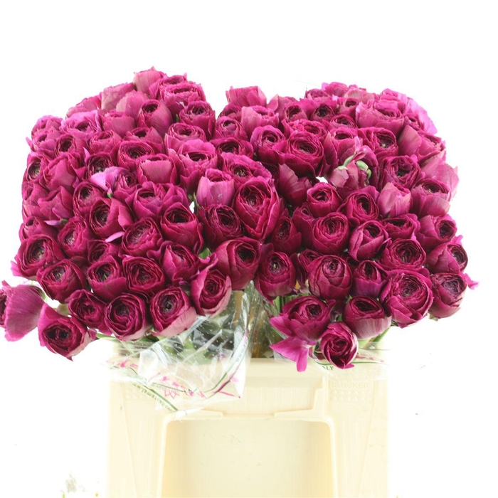 <h4>Ran Su Sr Sherry Purple 1a</h4>