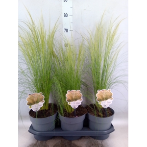 Stipa tenuissima 'ColGra Pony Tail'