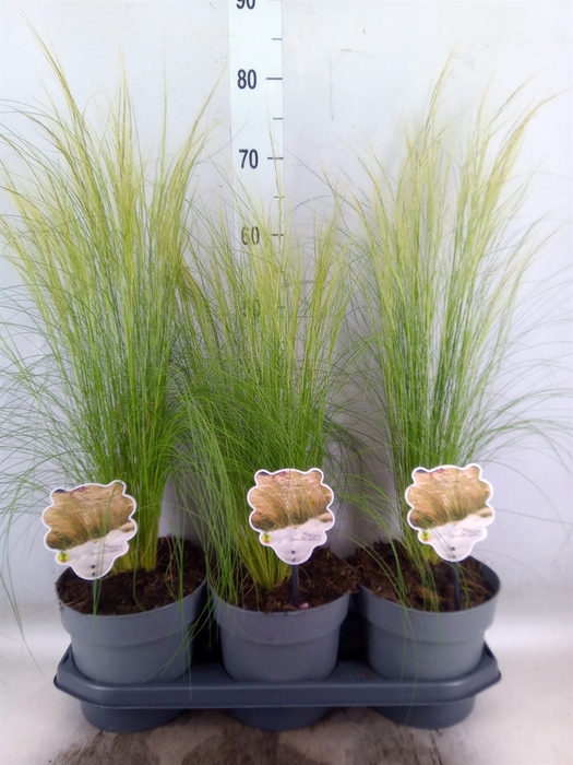 <h4>Stipa tenuissima 'ColGra Pony Tail'</h4>
