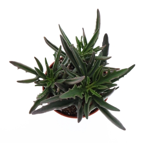 Kalanchoe NF   ...