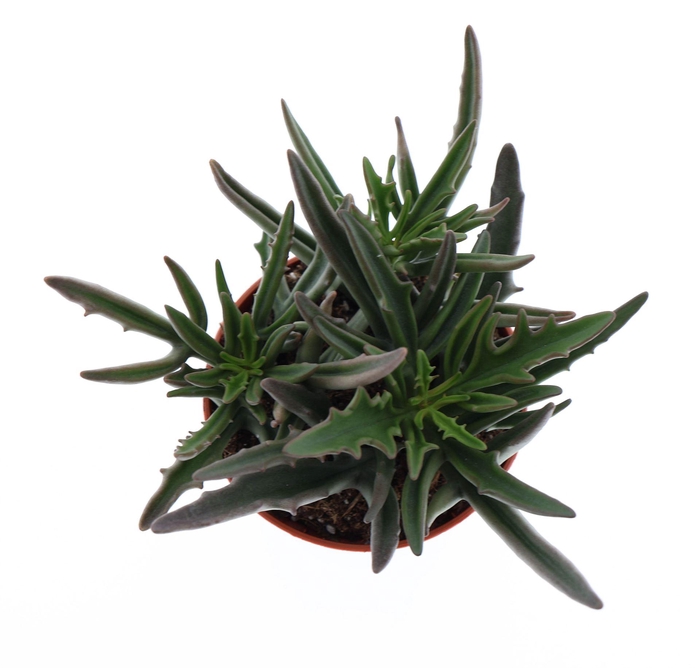 <h4>Kalanchoe NF   ...</h4>