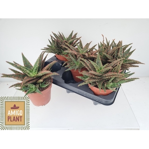 ALOE OV