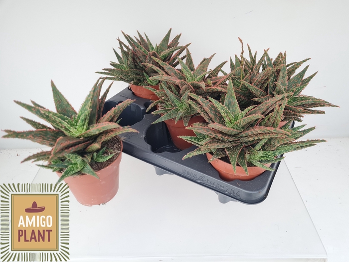 <h4>ALOE OV</h4>