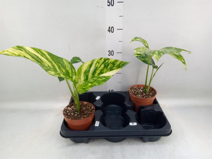 <h4>Epipremnum   ...</h4>