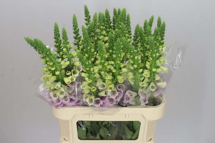 <h4>Digitalis Camelo Lavendel</h4>