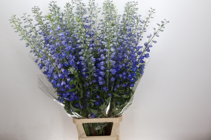 <h4>Delph Du Elatum Candle Blue</h4>