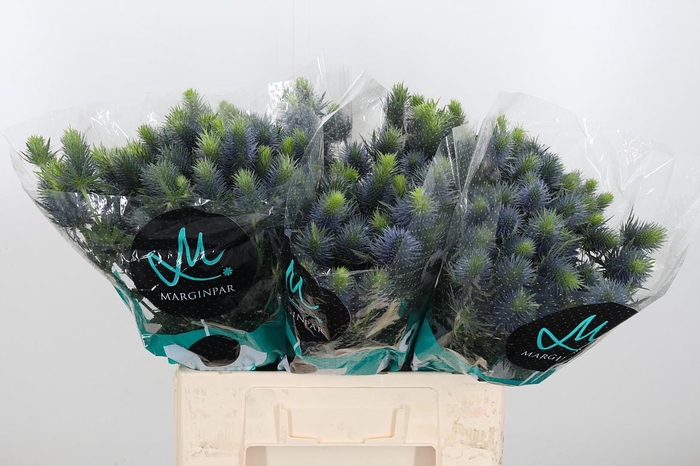 <h4>Eryn Supernova</h4>