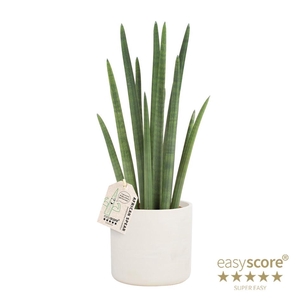 SANSEVIERIA CYLINDRICA