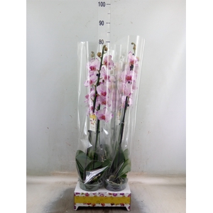 Phalaenopsis   ...