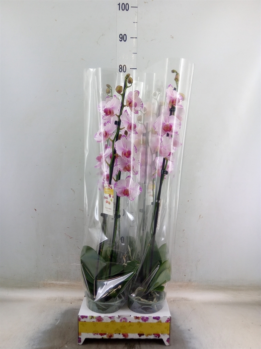 <h4>Phalaenopsis   ...</h4>
