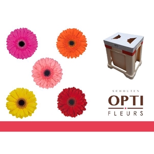 Gerbera Mix op Rij Water