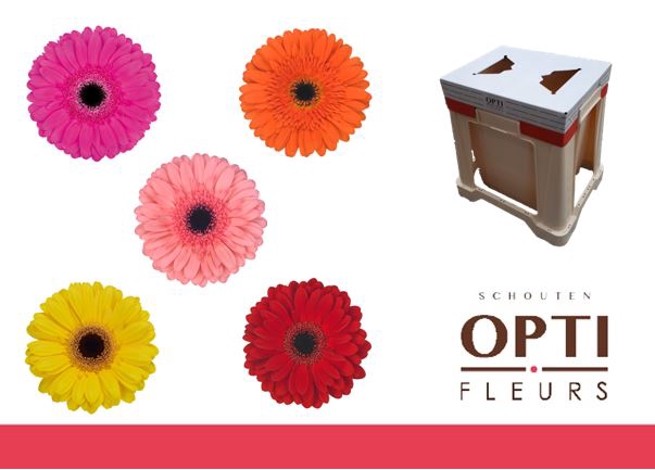 <h4>Gerbera Mix op Rij Water</h4>
