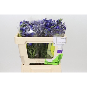 Delphinium Oriental Blue