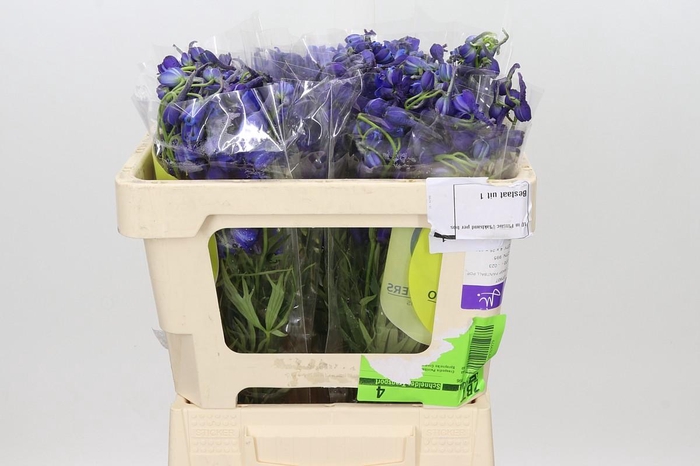 <h4>Delphinium Oriental Blue</h4>