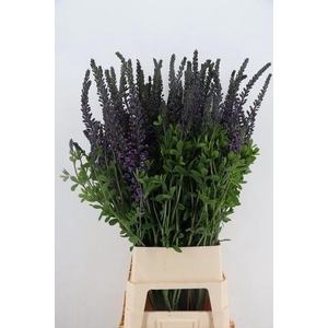 BAPTISIA AUSTRALIS