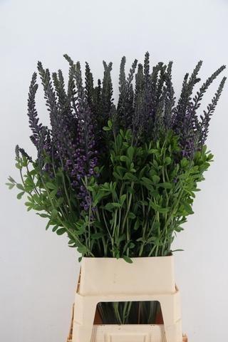 <h4>BAPTISIA AUSTRALIS</h4>
