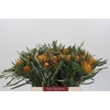 Banksia Dryandra