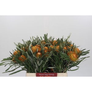 Banksia Dryandra