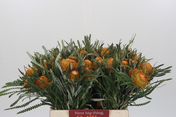 <h4>Banksia Dryandra</h4>