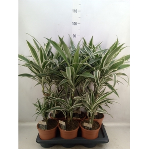 Dracaena fr de 'White Stripe'