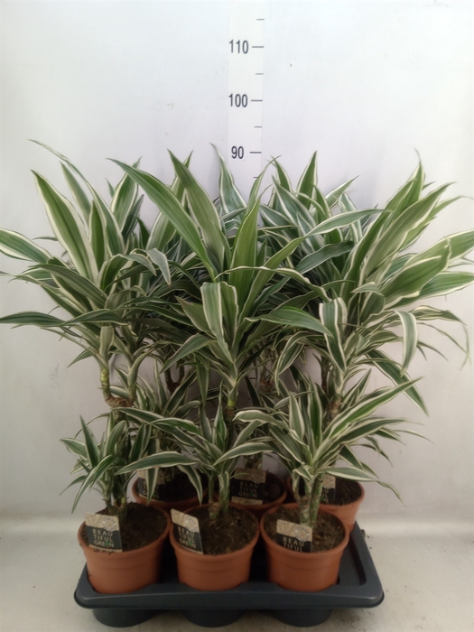 Dracaena fr de 'White Stripe'