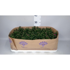 Aster n-b 'Showmakers Magenta'