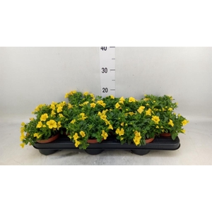 Calibrachoa  'Minifam Yellow'