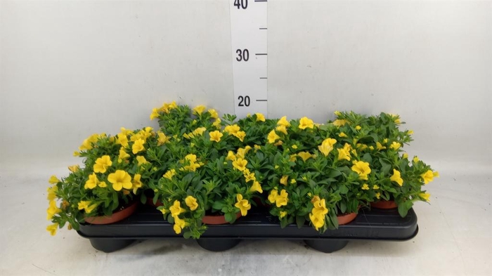 <h4>Calibrachoa  'Minifam Yellow'</h4>