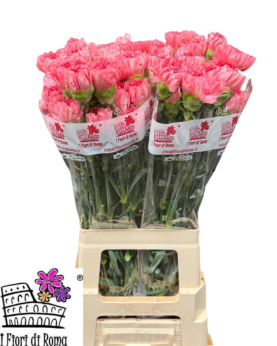 <h4>DI ST KLEOS</h4>