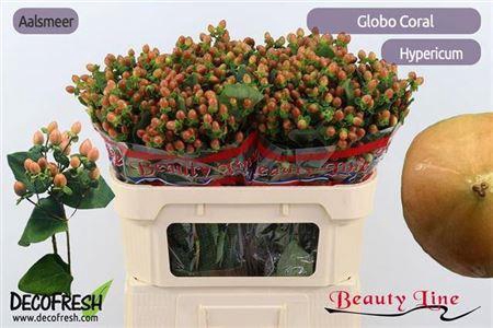 <h4>Hyp Globo Coral</h4>