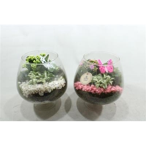 3435 Cognac Roze/wit