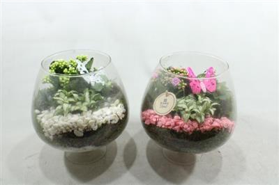 <h4>3435 Cognac Roze/wit</h4>