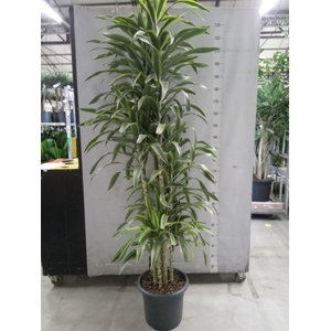 Dracaena fr de 'LemonLime'